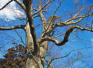 前Valve经济学家：Steam参与了技术封建主义的创建