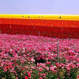 《生化危机8》可原生稳定30FPS在iPhone 15 Pro上运行